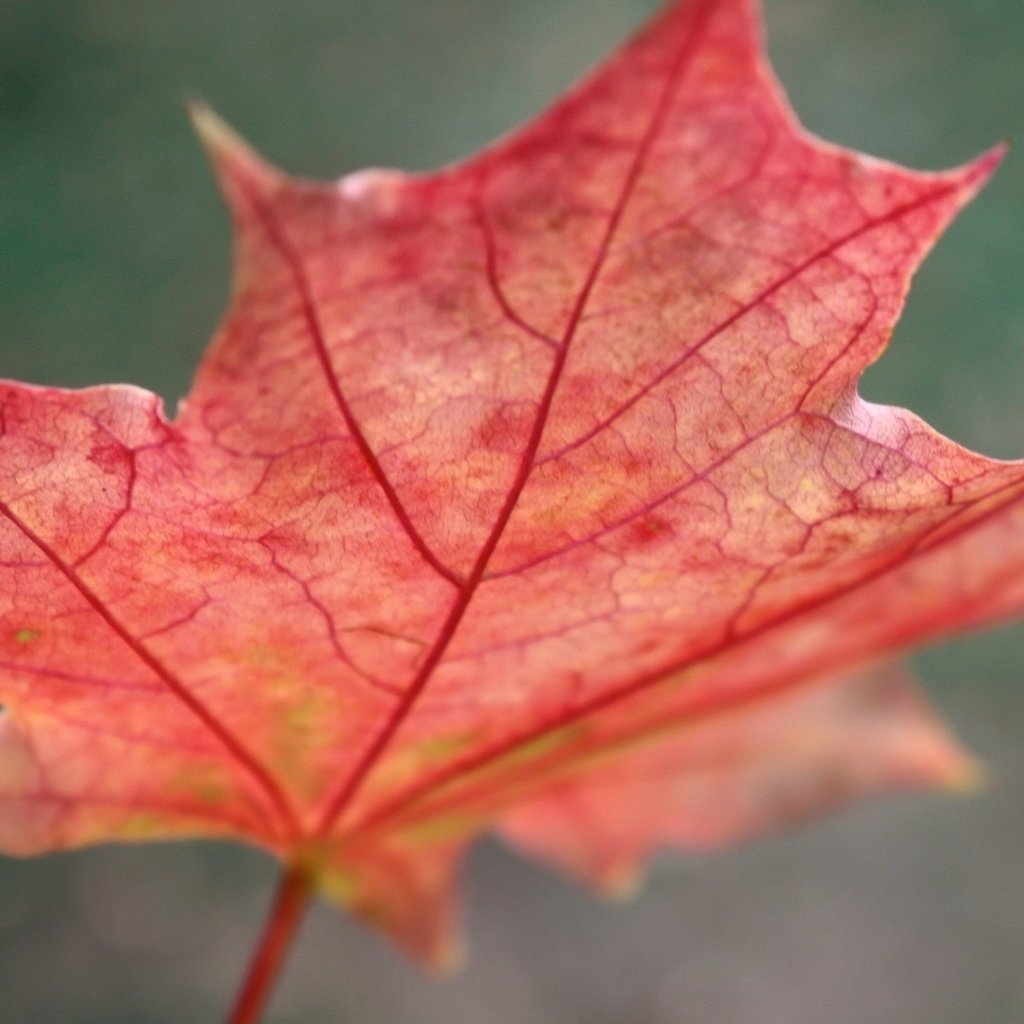 Обои осень, красный, лист, клен, кленовый лист, autumn, red, sheet, maple, maple leaf разрешение 1920x1200 Загрузить
