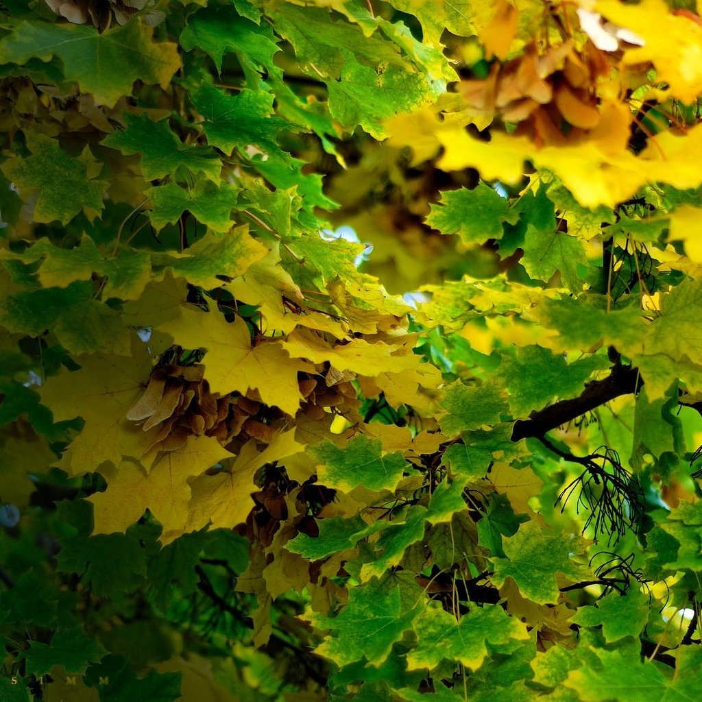 Обои листья, ветки, осень, leaves, branches, autumn разрешение 1920x1200 Загрузить