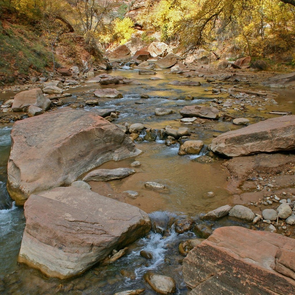 Обои деревья, вода, река, камни, поток, trees, water, river, stones, stream разрешение 1920x1200 Загрузить