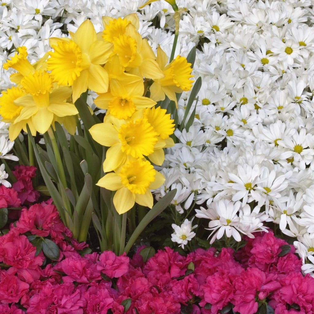 Обои цветы, нарцисс, flowers, narcissus разрешение 2560x1600 Загрузить