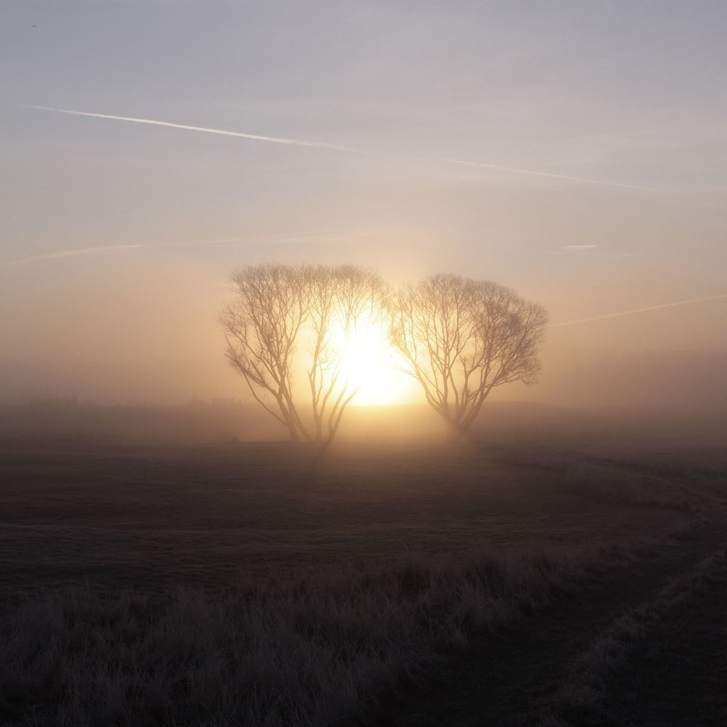 Обои восход, солнце, дерево, туман, sunrise, the sun, tree, fog разрешение 3000x2000 Загрузить
