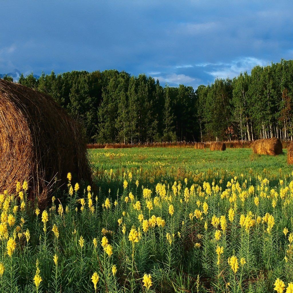 Обои цветы, горы, поле, сено, тюки, рулоны, flowers, mountains, field, hay, bales, rolls разрешение 2560x1024 Загрузить