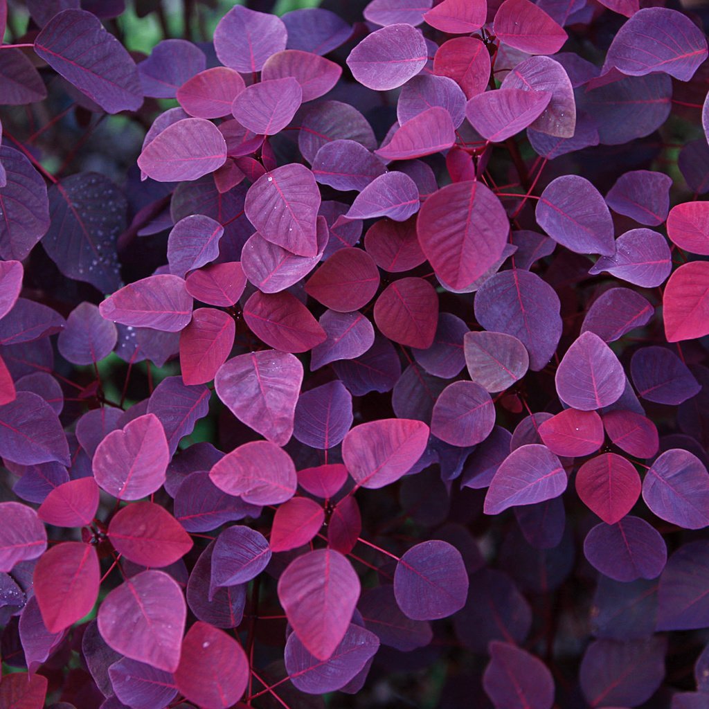 Обои листья, осень, фиолетовый, красивые, leaves, autumn, purple, beautiful разрешение 1920x1200 Загрузить