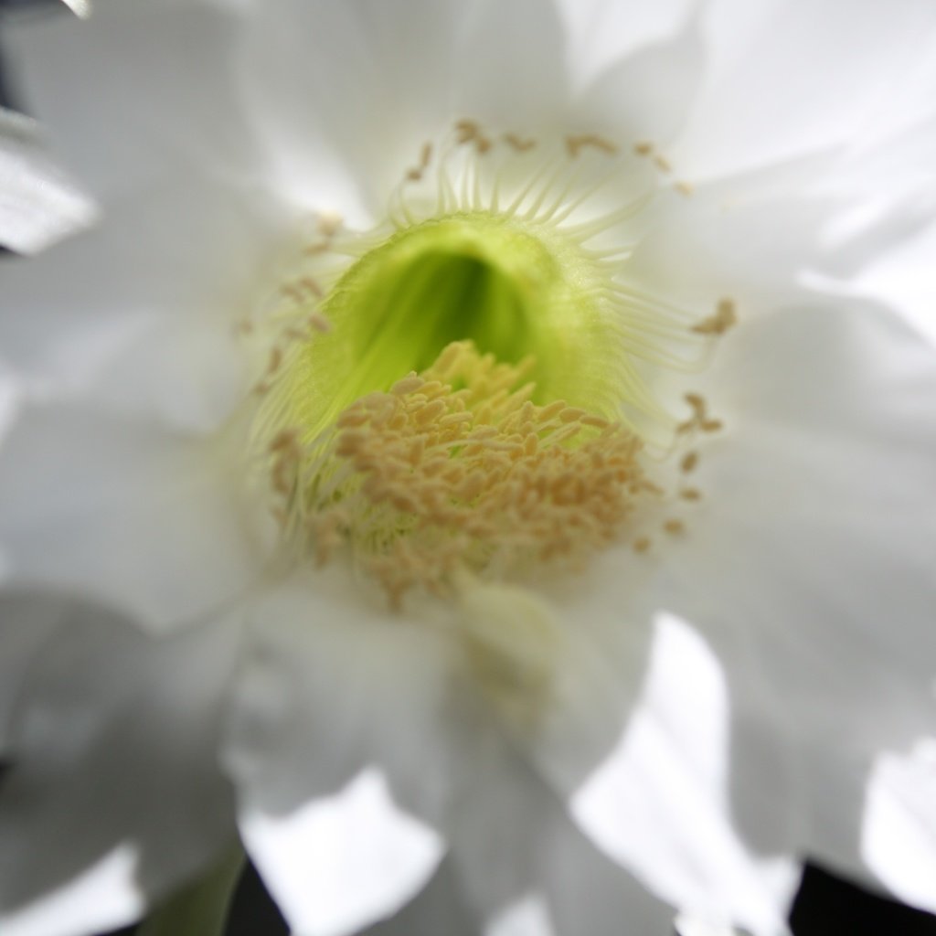 Обои макро, тычинки, кактус, macro, stamens, cactus разрешение 4272x2848 Загрузить