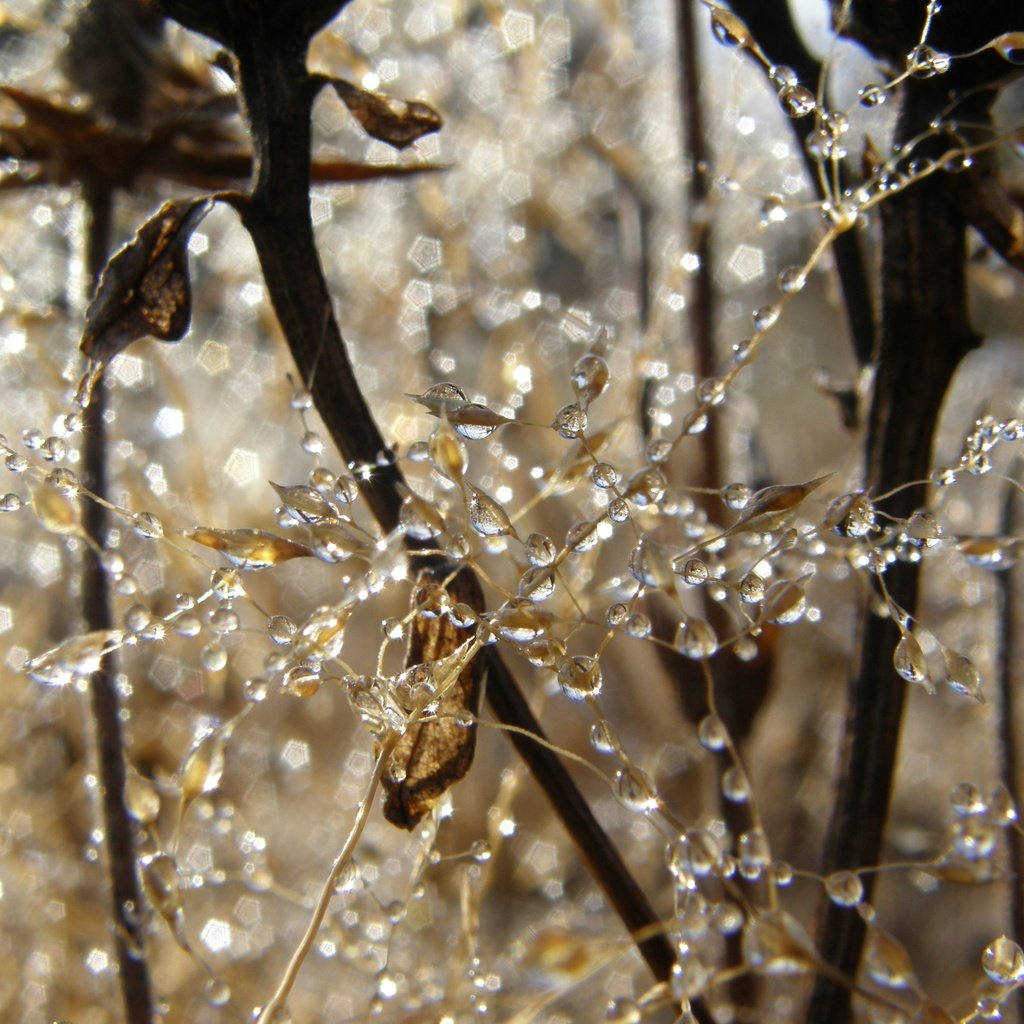 Обои природа, утро, ветки, роса, капли, паутина, капельки росы, nature, morning, branches, rosa, drops, web, drops of dew разрешение 3072x2304 Загрузить