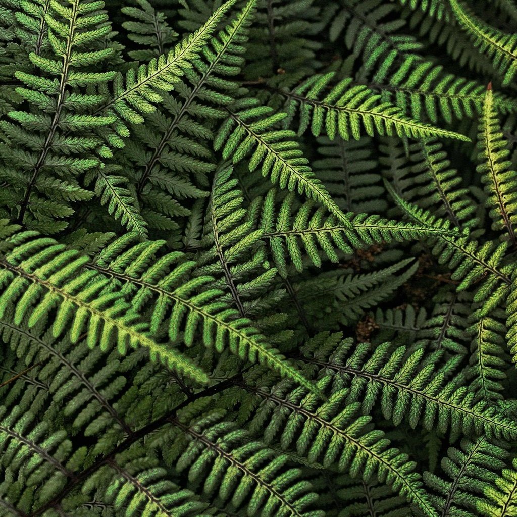 Обои лес, листья, папоротник, forest, leaves, fern разрешение 1920x1200 Загрузить