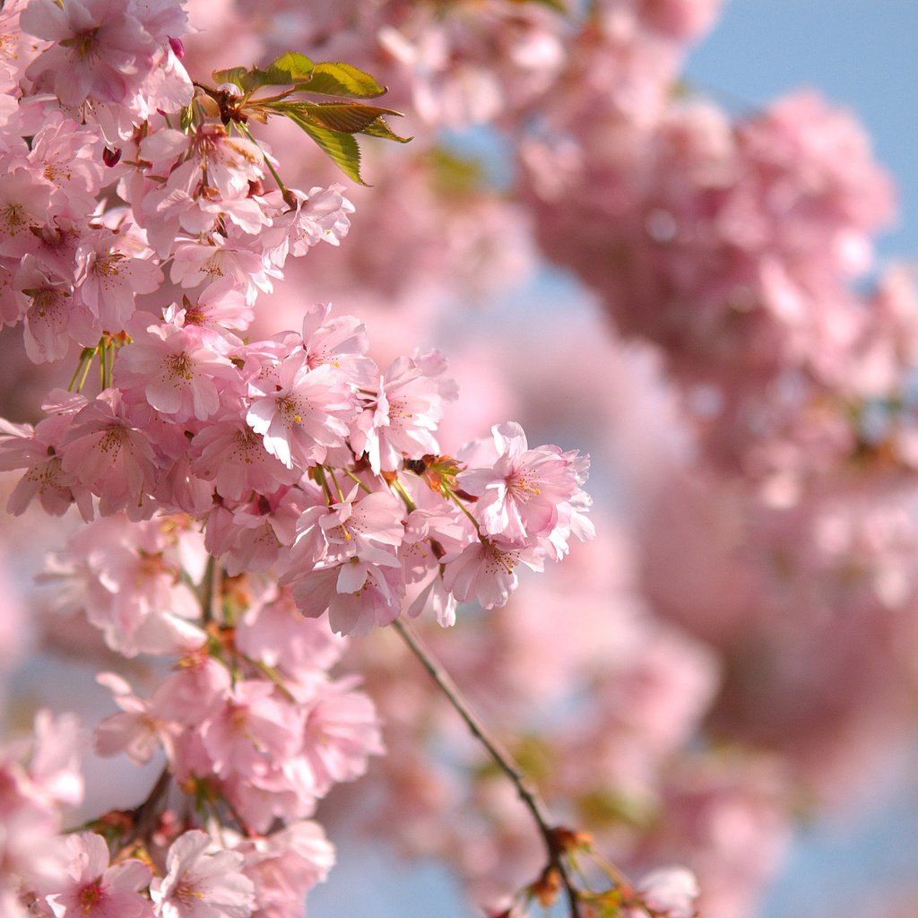 Обои небо, ветви, весна, розовые цветы, the sky, branch, spring, pink flowers разрешение 2560x1600 Загрузить