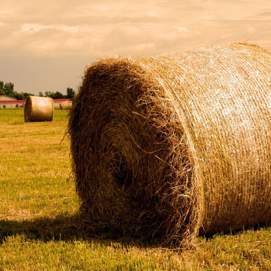 Обои поле, сено, солома, тюк, тюки, рулоны, field, hay, straw, bale, bales, rolls разрешение 1920x1440 Загрузить