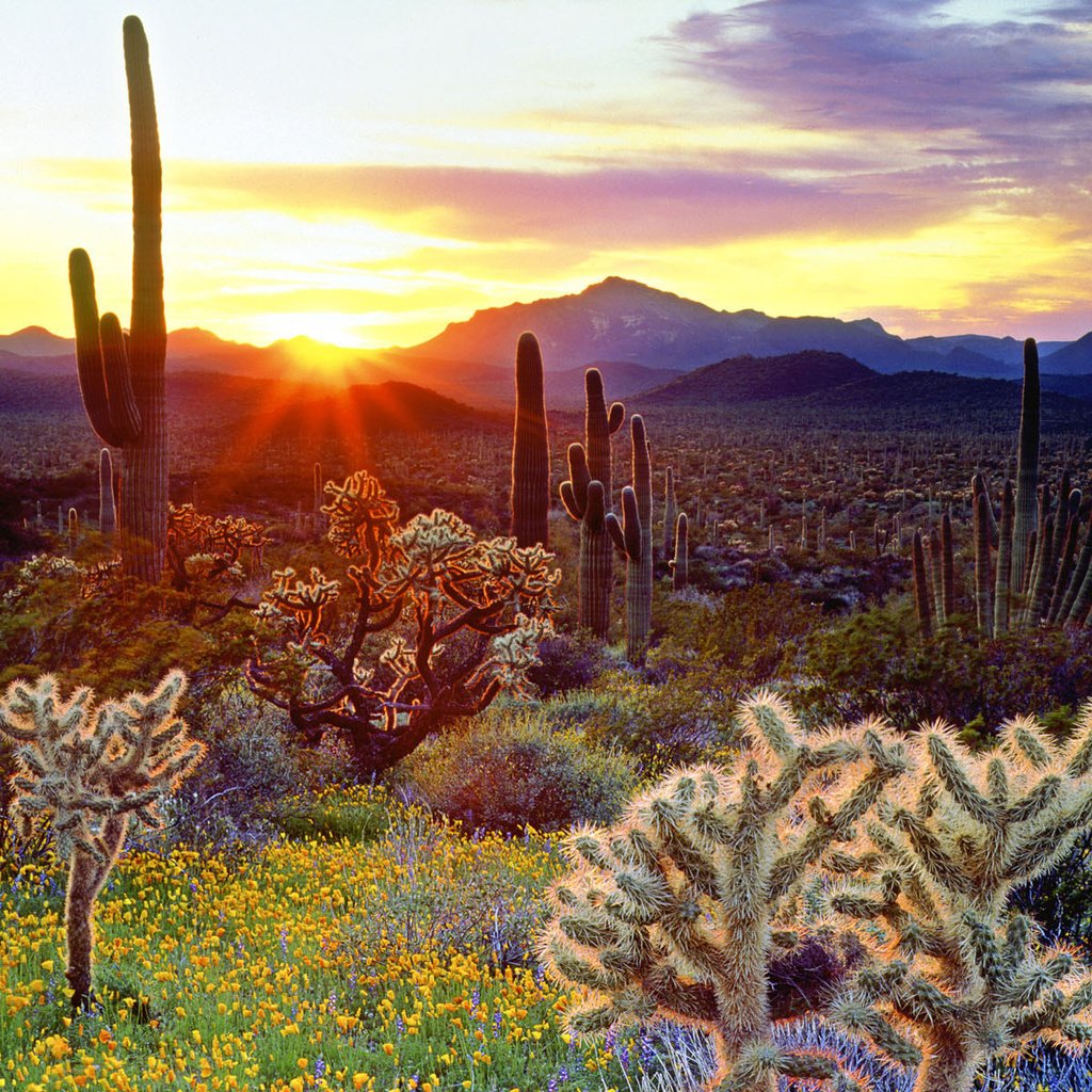 Обои небо, цветы, горы, восход, солнце, лучи, кактусы, the sky, flowers, mountains, sunrise, the sun, rays, cacti разрешение 1920x1200 Загрузить