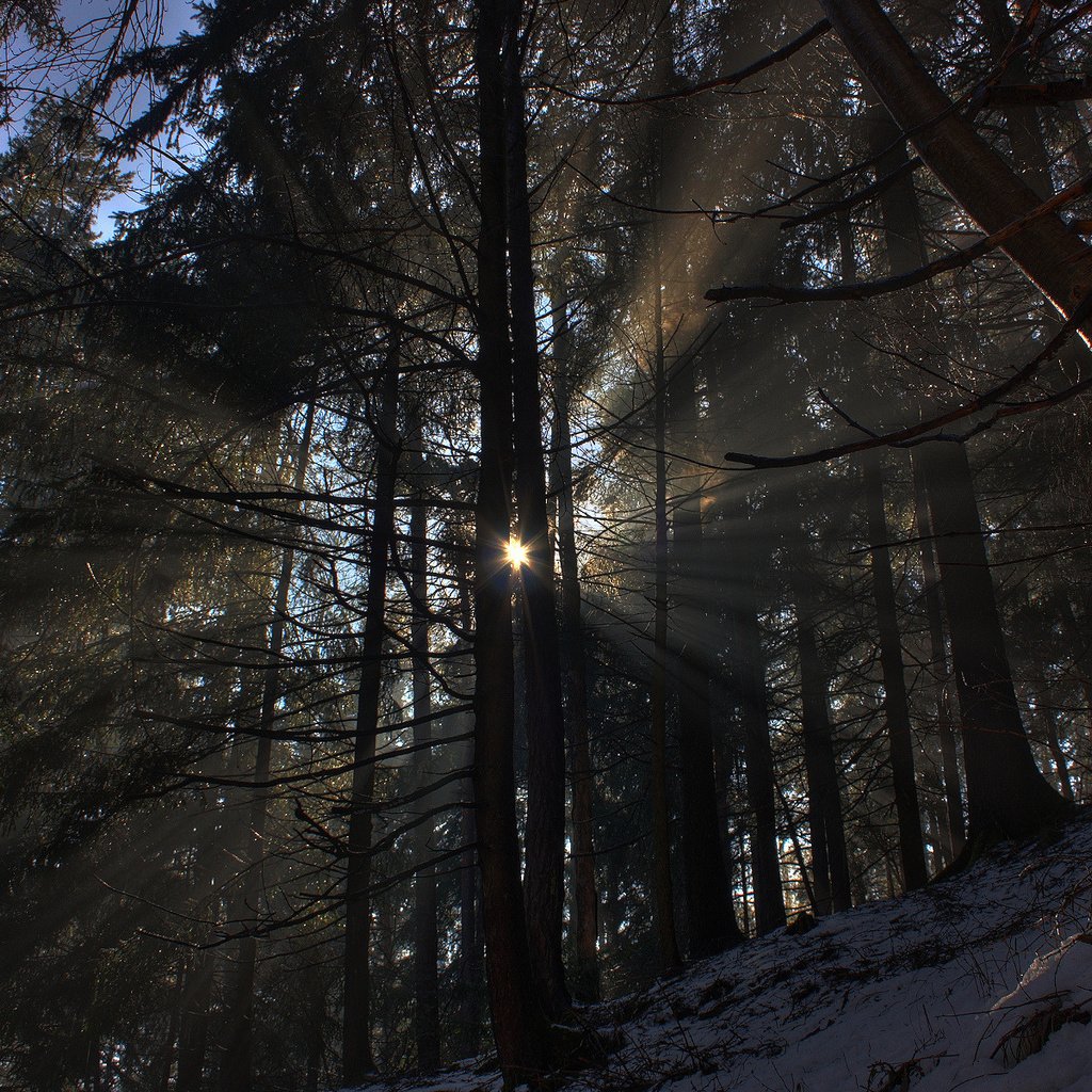 Обои свет, фото, деревья, лучи, солнце, снег, природа, обои, лес, зима, light, photo, trees, rays, the sun, snow, nature, wallpaper, forest, winter разрешение 1920x1200 Загрузить