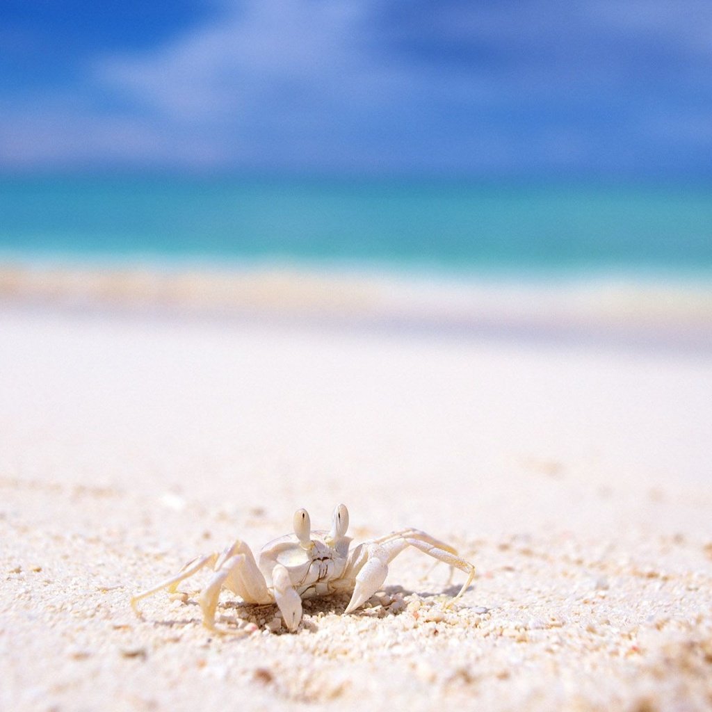 Обои пляж, краб, белый песок, beach, crab, white sand разрешение 1920x1200 Загрузить