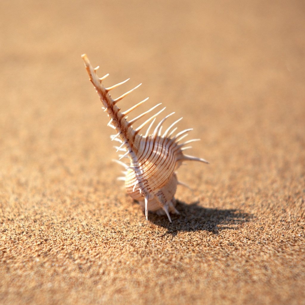 Обои фокус камеры, песок, минимализм, иголки, ракушка, the focus of the camera, sand, minimalism, needles, shell разрешение 1920x1440 Загрузить