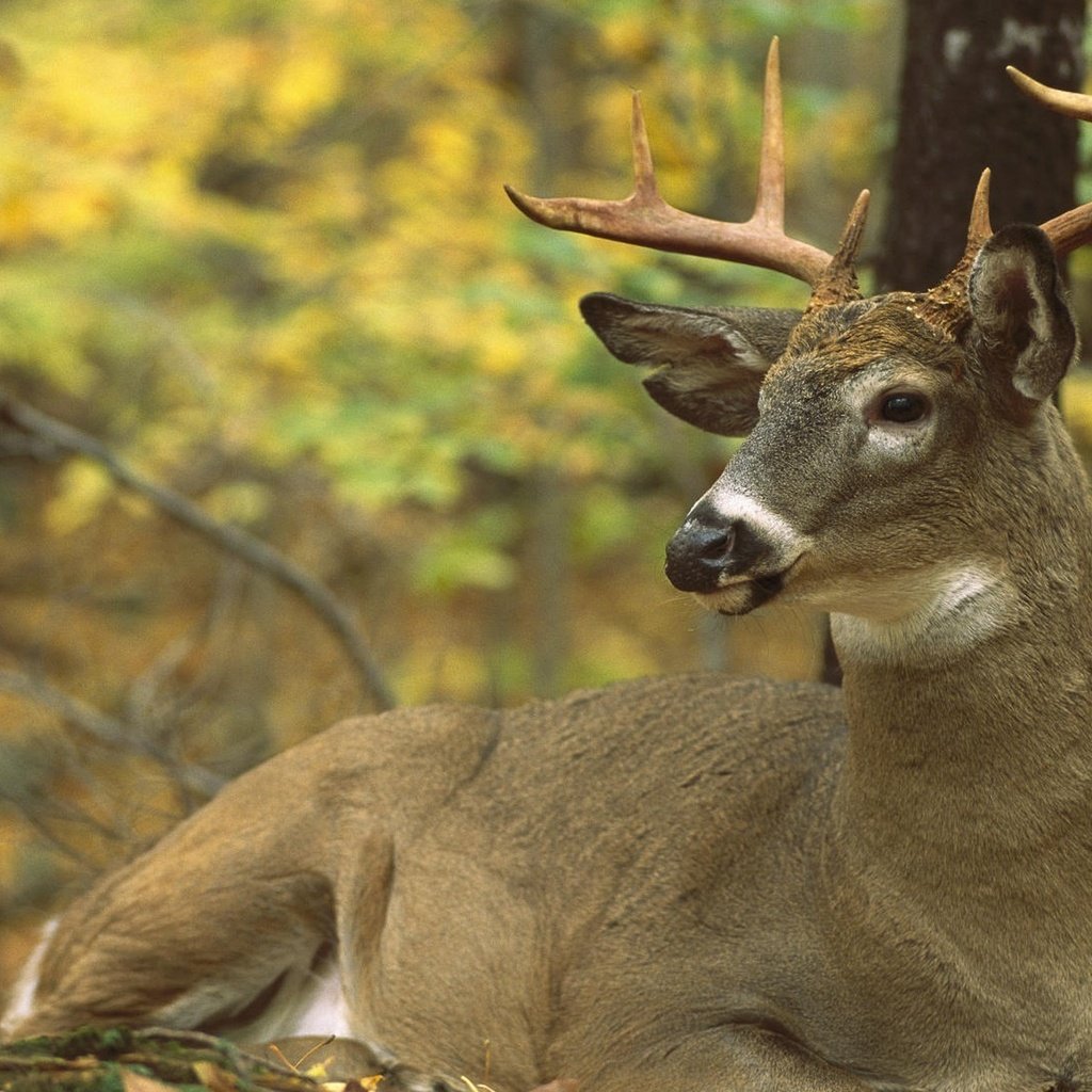 Обои северная америка, олень белохвостый, odocoileus virginianus, north america, white-tailed deer разрешение 1920x1200 Загрузить