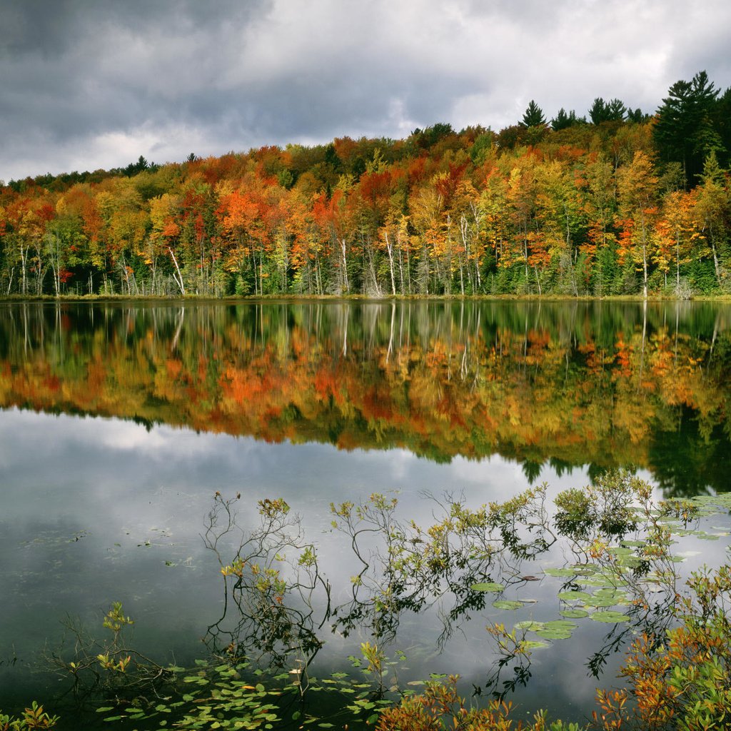 Обои деревья, вода, лес, отражение, осень, trees, water, forest, reflection, autumn разрешение 2000x1333 Загрузить