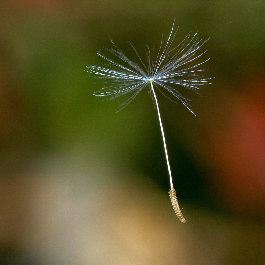 Обои одуванчик, семя, dandelion, seed разрешение 1920x1440 Загрузить