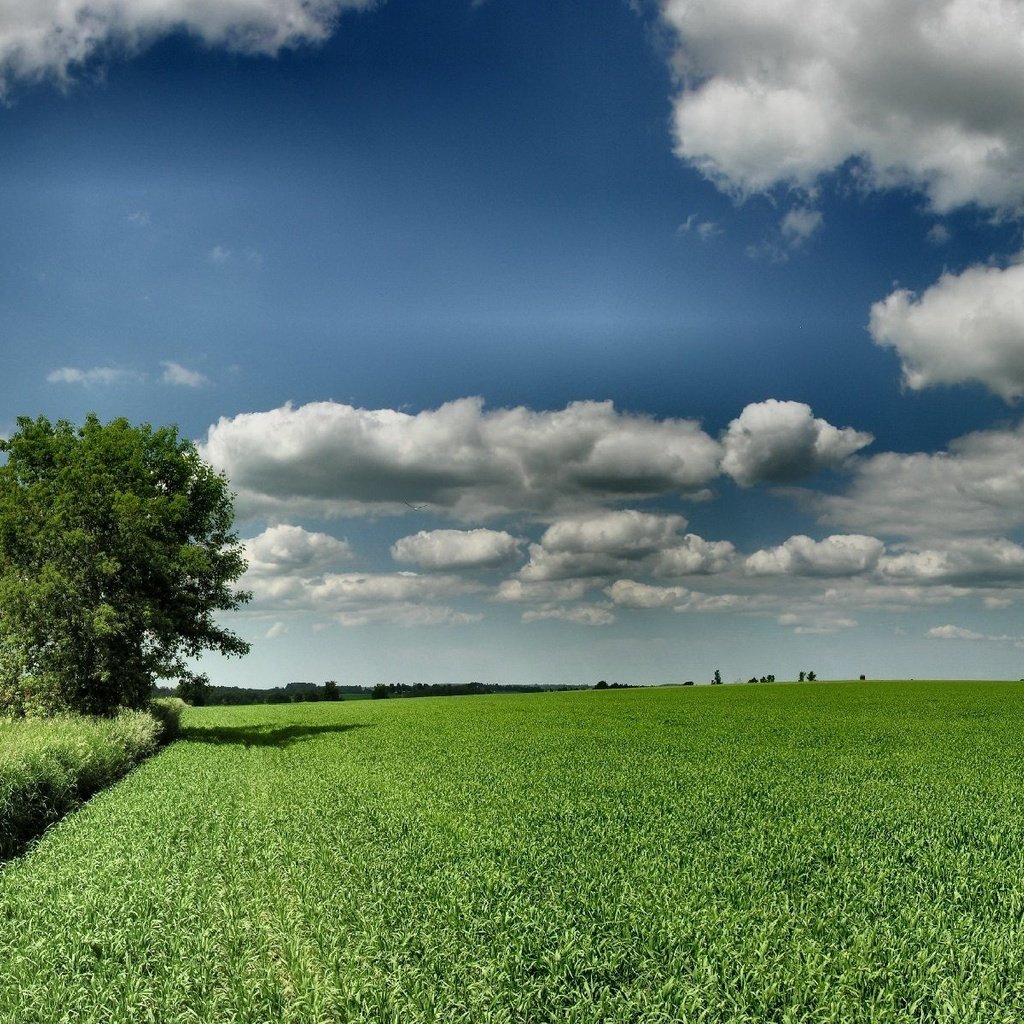 Девятое поле. Поля. Зеленеющее поле. HDR поле. Ровное поле.