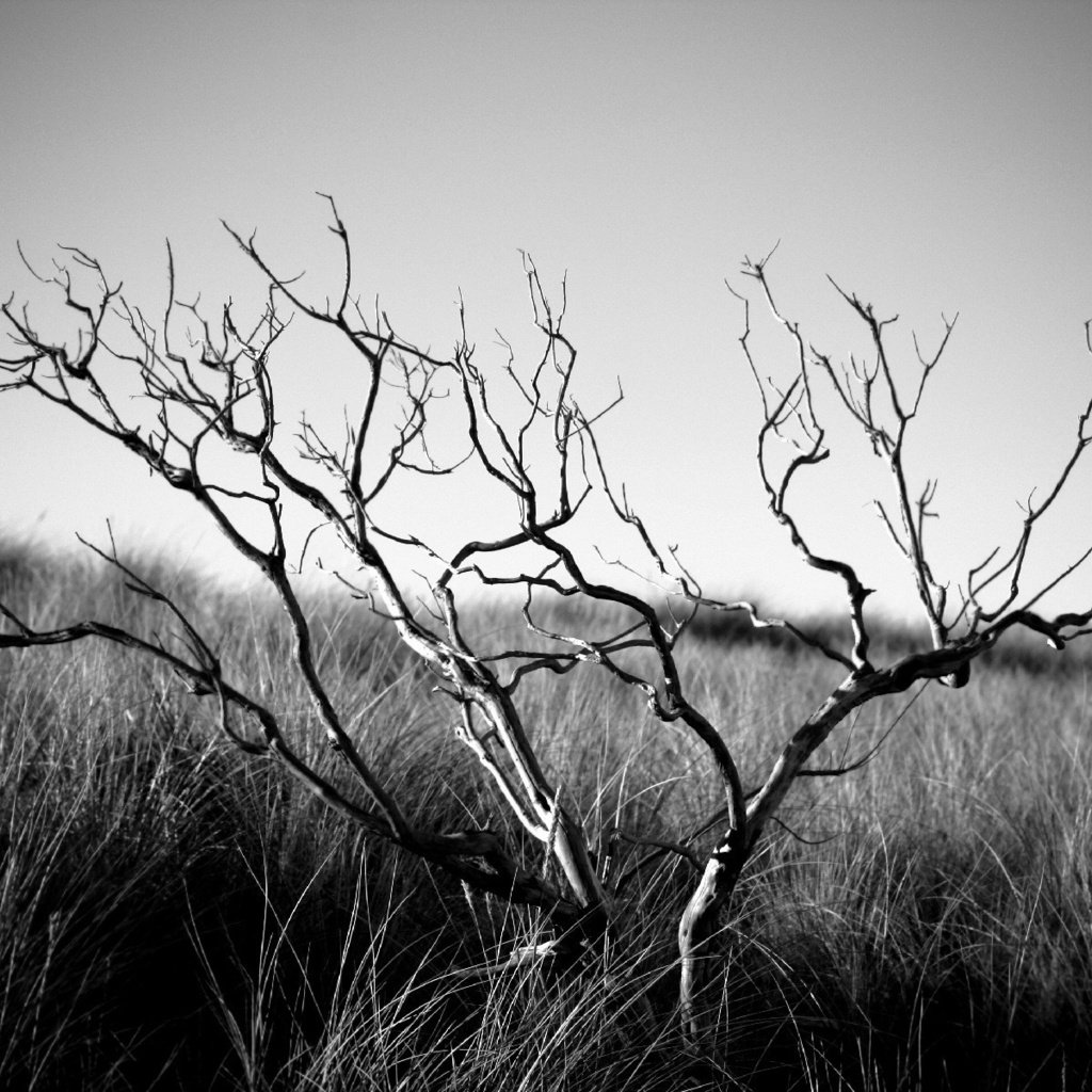 Обои трава, дерево, настроение, пейзаж, чёрно-белое, смерть, уныние, grass, tree, mood, landscape, black and white, death разрешение 1920x1200 Загрузить