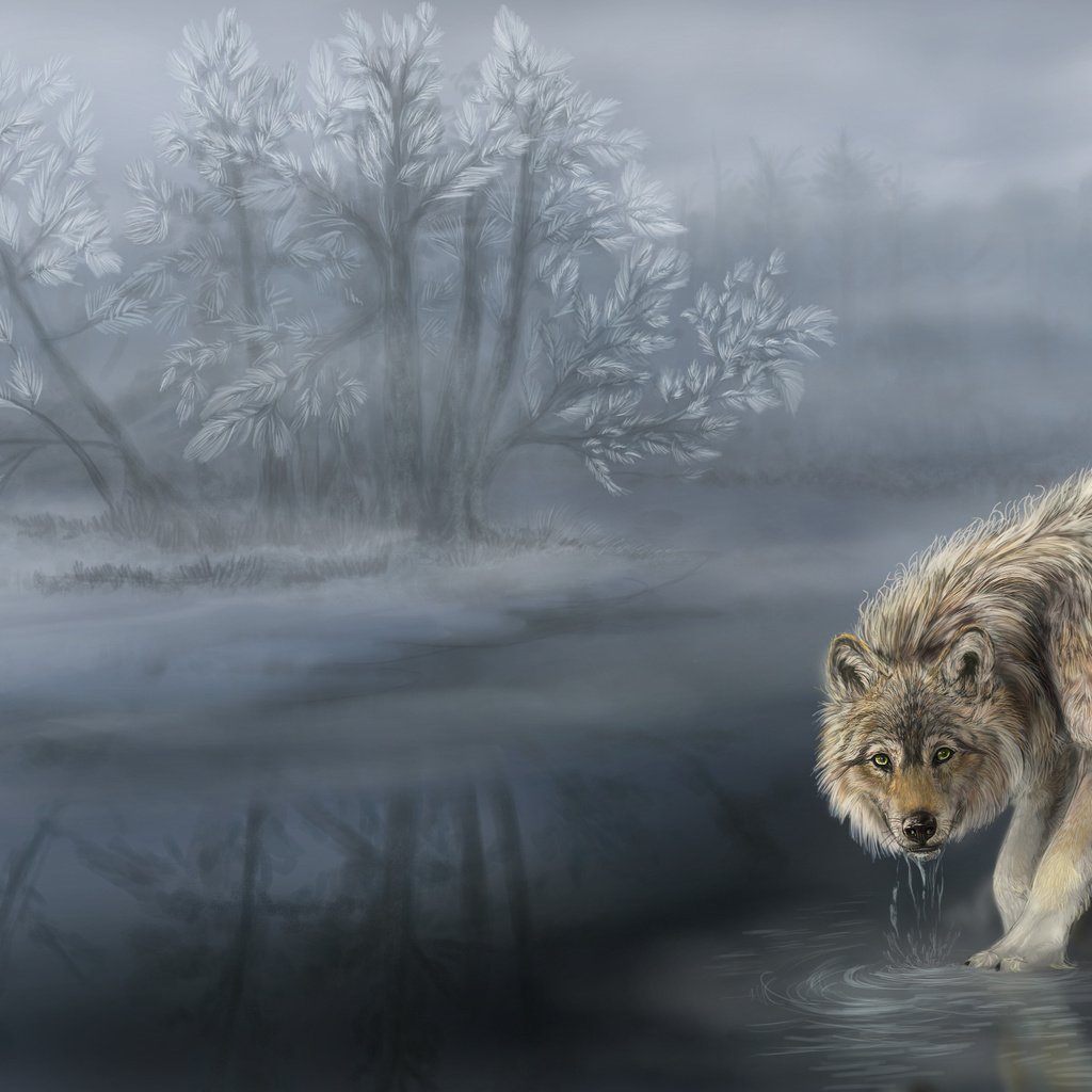 Обои туман, волк, водопой, шерсть. хищник, fog, wolf, drink, wool. predator разрешение 3000x2000 Загрузить