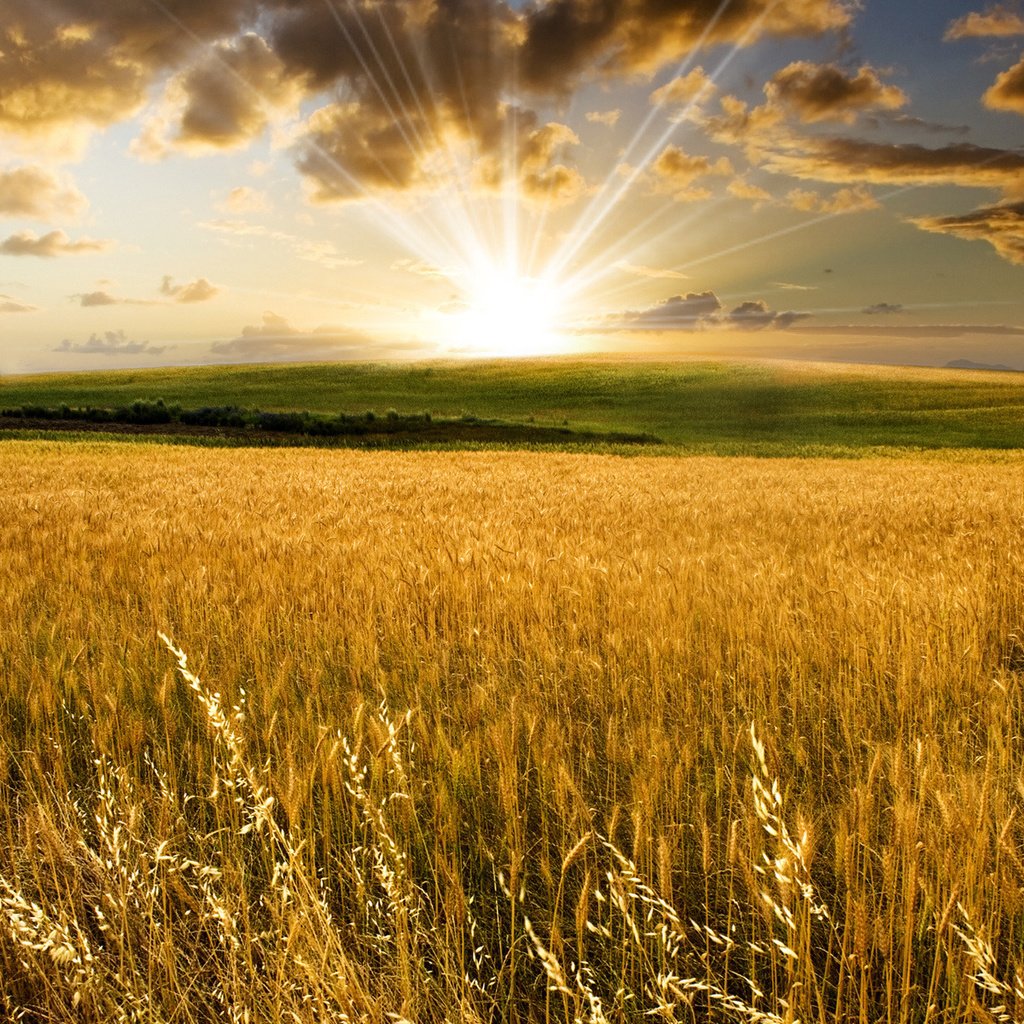 Обои солнце, долина, холмы, поля пшеницы, природа, фото, поле, пейзажи, колосья, пшеница, the sun, valley, hills, wheat fields, nature, photo, field, landscapes, ears, wheat разрешение 1920x1200 Загрузить