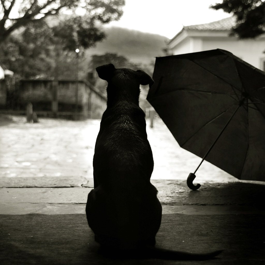 Обои стиль, зонтик, пес, двор, style, umbrella, dog, yard разрешение 2560x1600 Загрузить