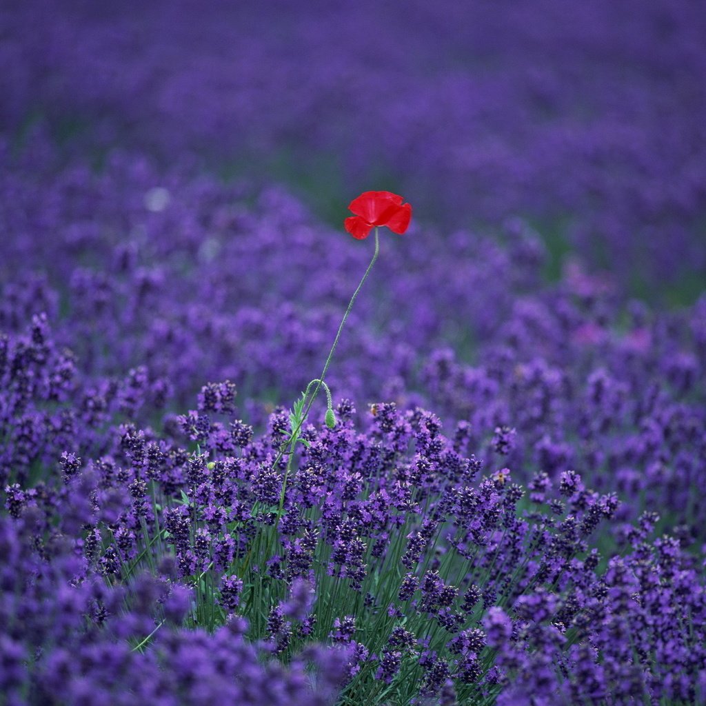 Обои цветы, поле, лаванда, мак, flowers, field, lavender, mac разрешение 1920x1363 Загрузить