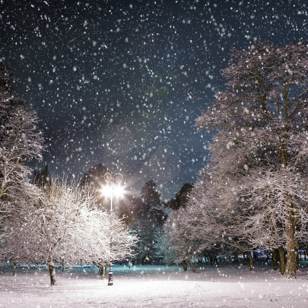 Обои ночь, деревья, снег, зима, парк, фонарь, night, trees, snow, winter, park, lantern разрешение 3984x2516 Загрузить