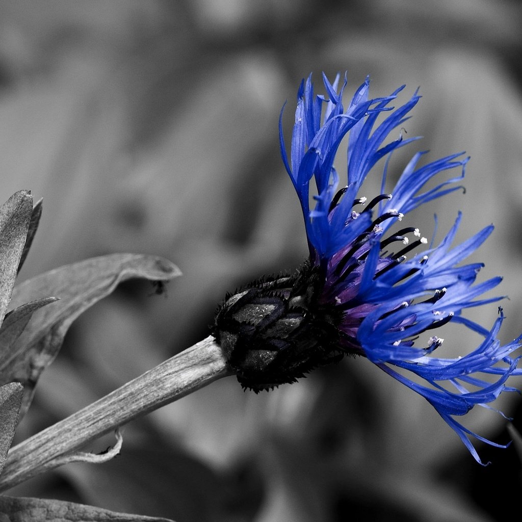 Обои синий, черно-белая, контраст, василек, blue, black and white, contrast, cornflower разрешение 2560x1600 Загрузить