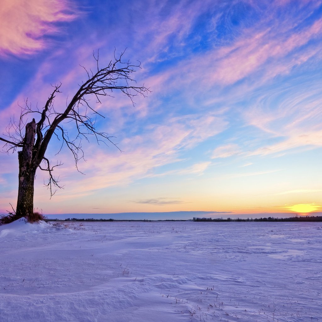 Обои небо, облака, солнце, снег, дерево, закат, зима, the sky, clouds, the sun, snow, tree, sunset, winter разрешение 2560x1600 Загрузить