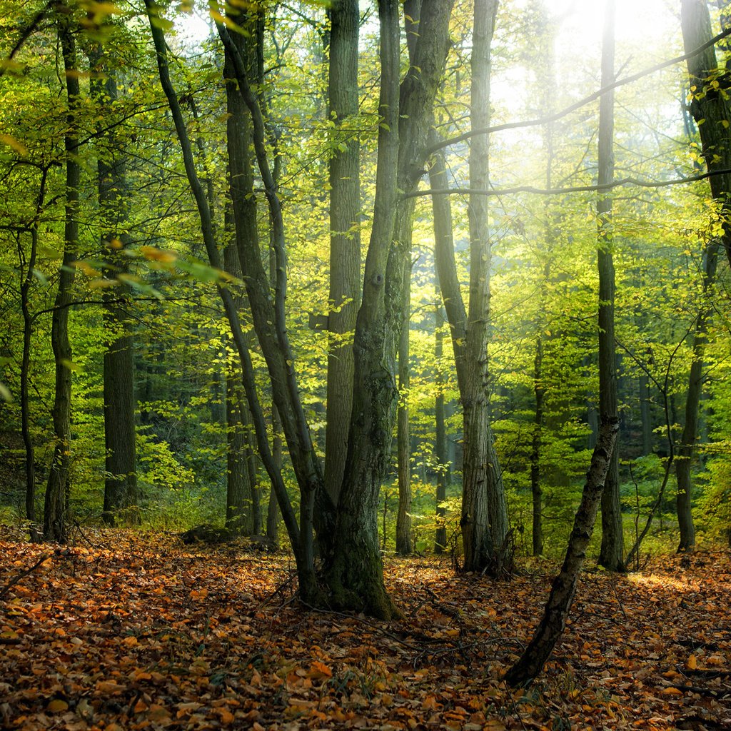 Обои деревья, природа, дерево, листья, парк, осень, осенние обои, леса, trees, nature, tree, leaves, park, autumn, autumn wallpaper, forest разрешение 1920x1200 Загрузить