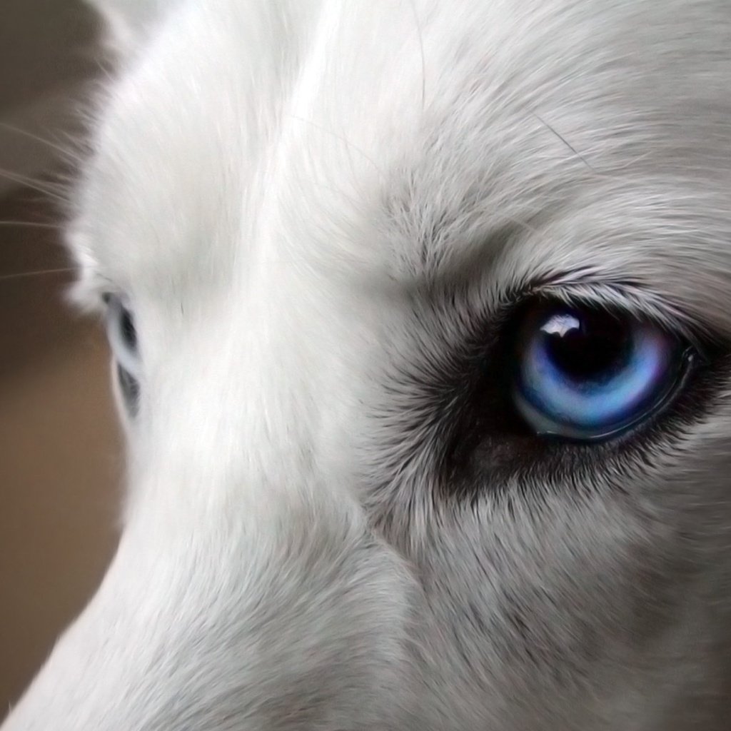 Обои глаза, собака, хаски, голубые, белая, eyes, dog, husky, blue, white разрешение 1920x1200 Загрузить