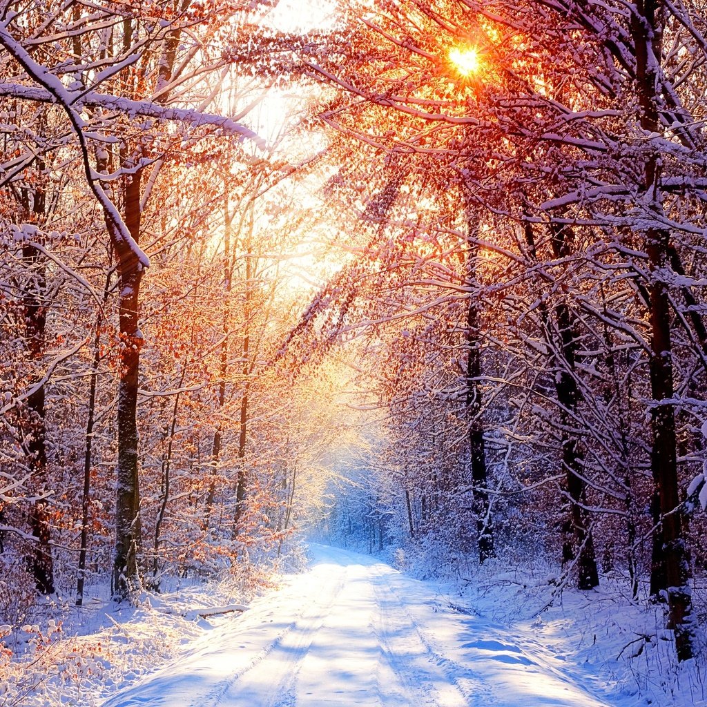 Обои деревья, снег, лес, зима, утро, trees, snow, forest, winter, morning разрешение 2560x1600 Загрузить