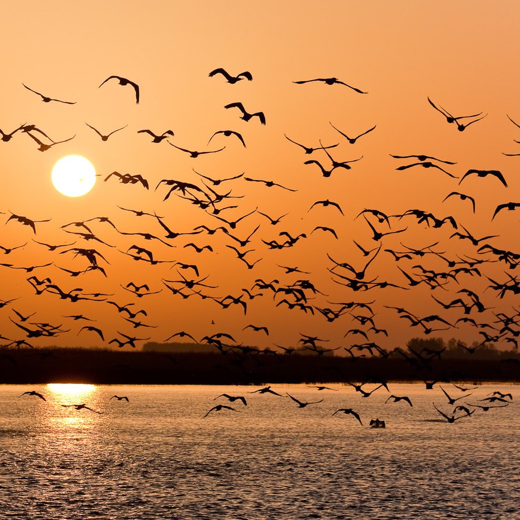 Обои закат, чайки, волга, sunset, seagulls, volga разрешение 1918x1080 Загрузить