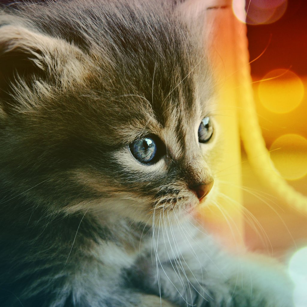 Обои глаза, кот, котенок, голубые, eyes, cat, kitty, blue разрешение 2286x1520 Загрузить