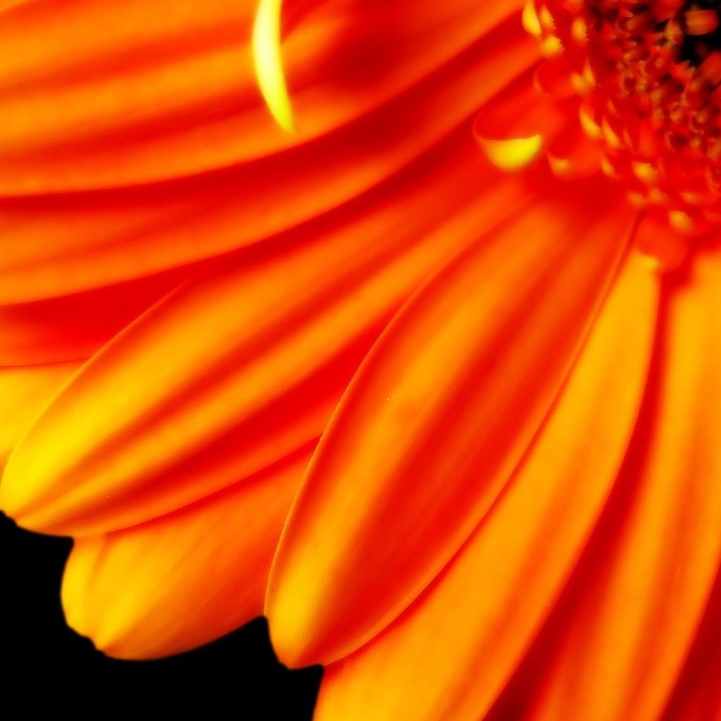 Обои цветок, лепестки, оранжевый, черный фон, гербера, flower, petals, orange, black background, gerbera разрешение 1920x1200 Загрузить