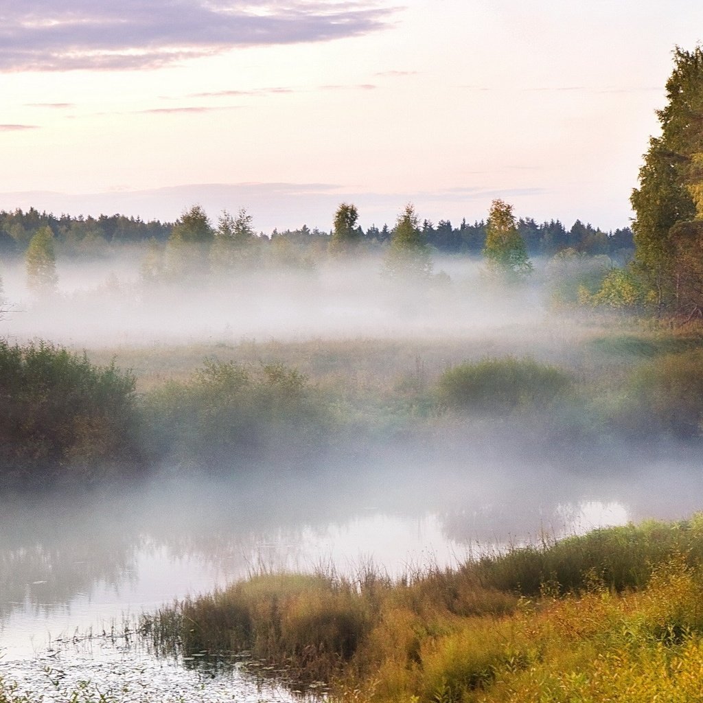 Обои болото, туман, древо, swamp, fog, tree разрешение 1920x1200 Загрузить