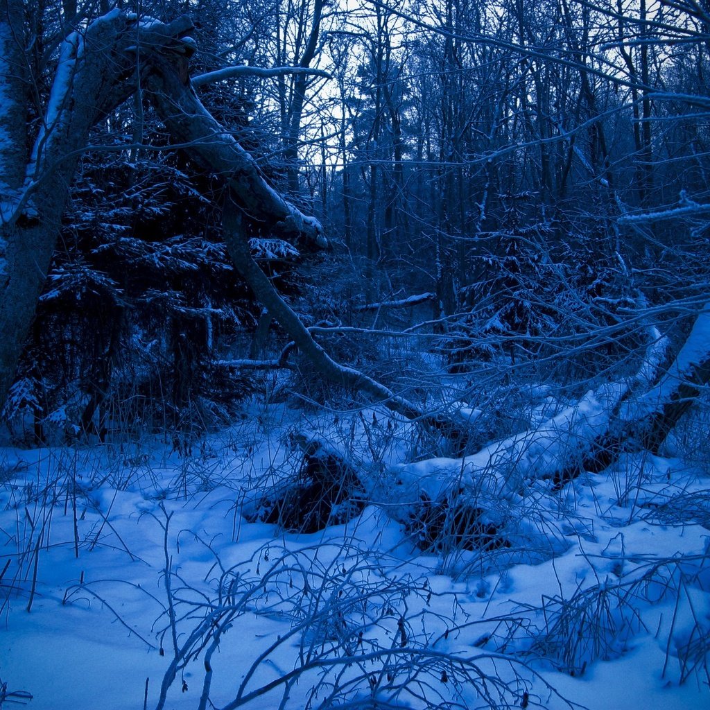 Обои лес, зима, синий, forest, winter, blue разрешение 2272x1704 Загрузить