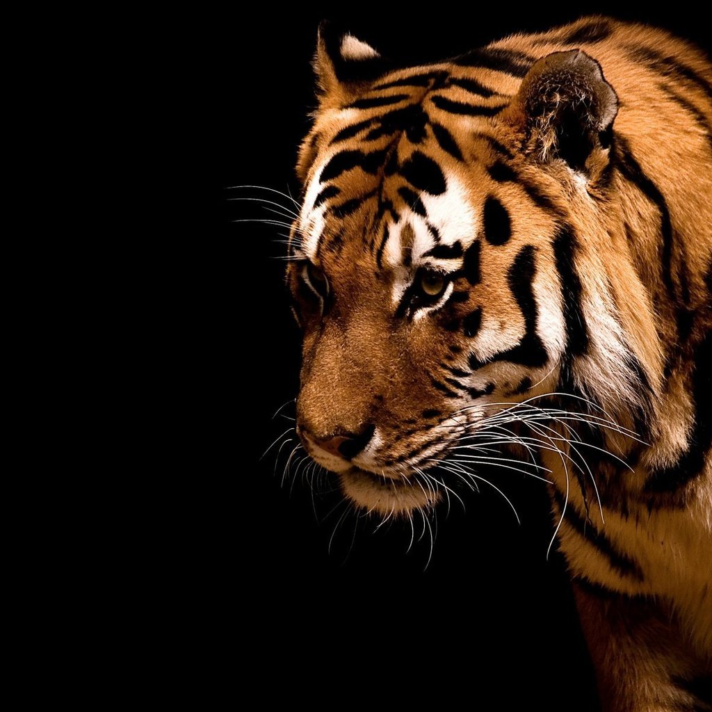 Обои тигр, полоски, хищник, дикие кошки, зверь, tiger, strips, predator, wild cats, beast разрешение 1920x1200 Загрузить