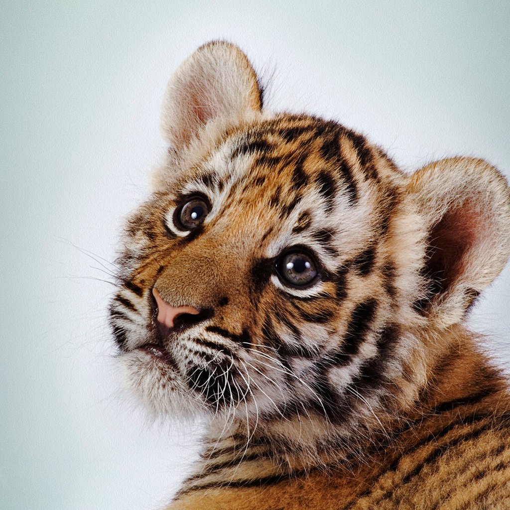 Обои тигр, глаза, морда, полоски, белый фон, тигренок, tiger, eyes, face, strips, white background разрешение 1920x1200 Загрузить