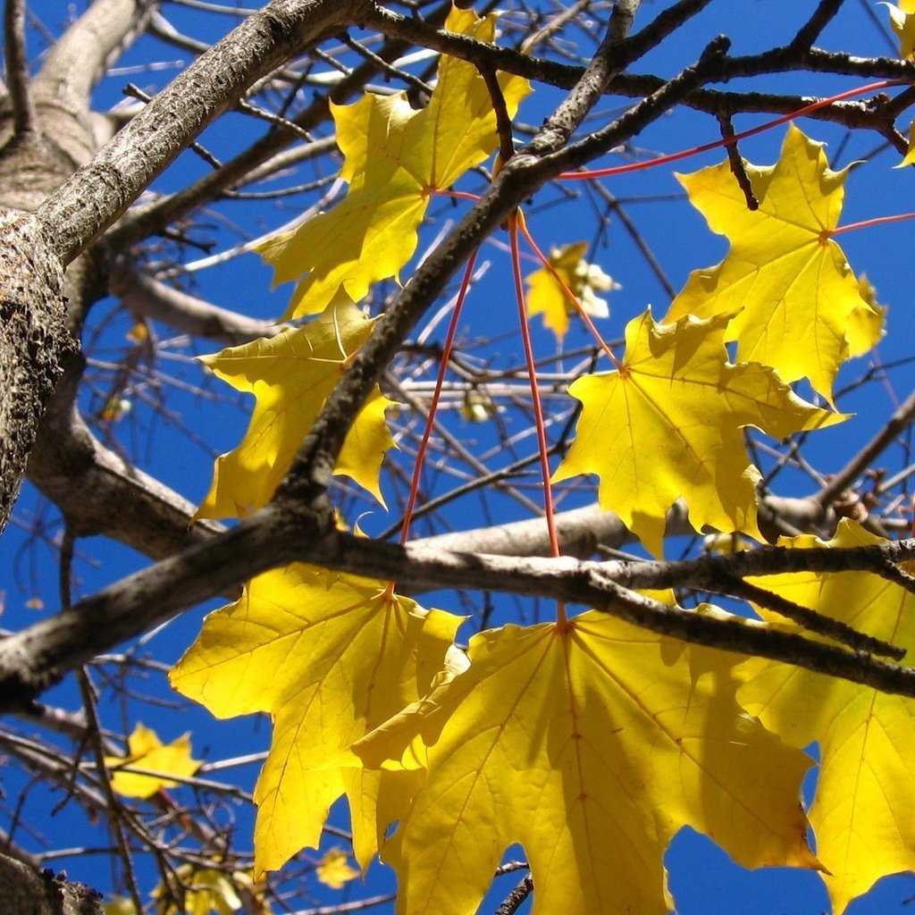 Желто голубая осень