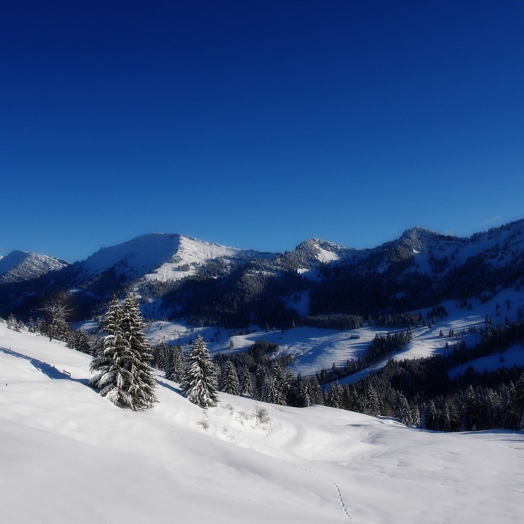 Обои деревья, горы, снег, зима, trees, mountains, snow, winter разрешение 2560x1600 Загрузить