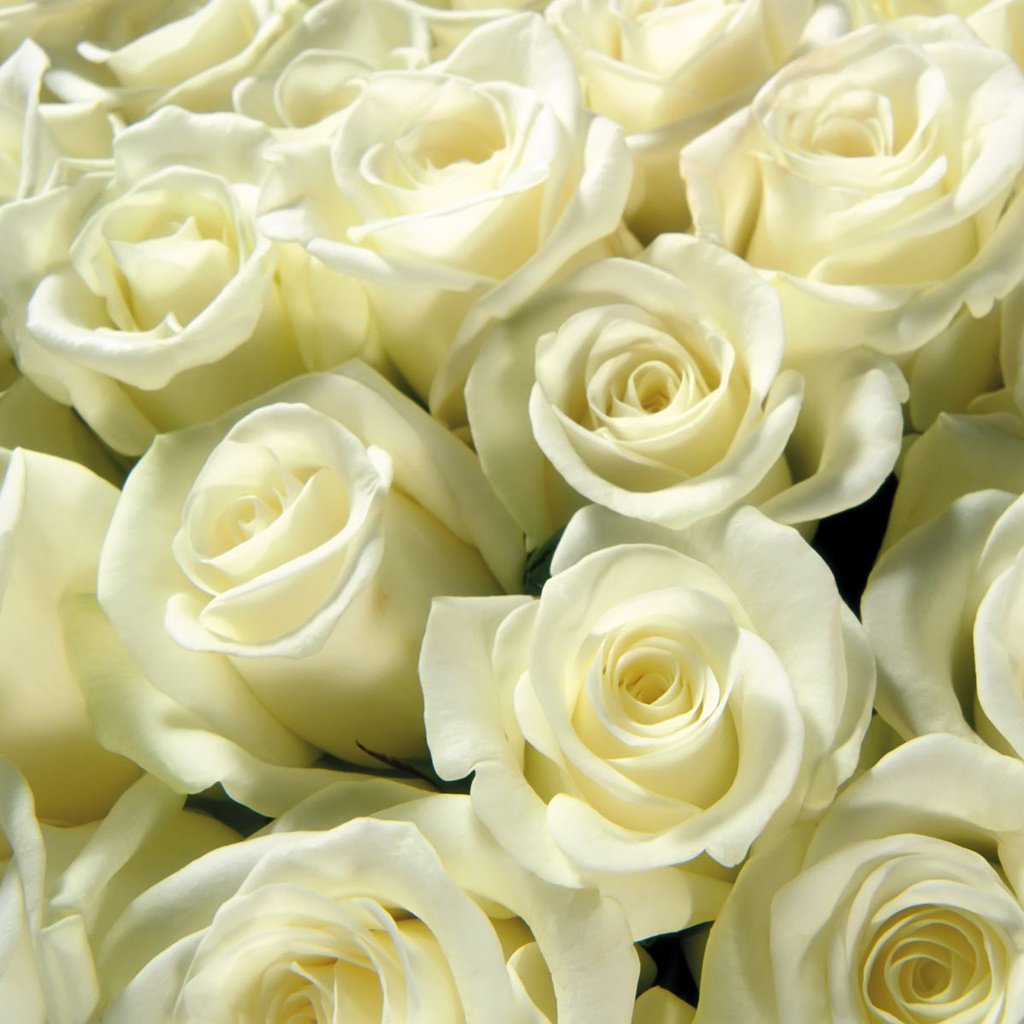 Обои бутоны, розы, букет, белые, охапка, buds, roses, bouquet, white, bunch разрешение 1920x1200 Загрузить