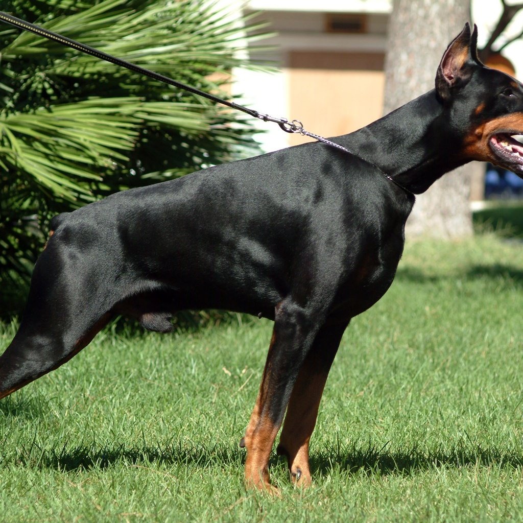 Обои собака, доберман, dobermann, dog, doberman разрешение 2304x1536 Загрузить