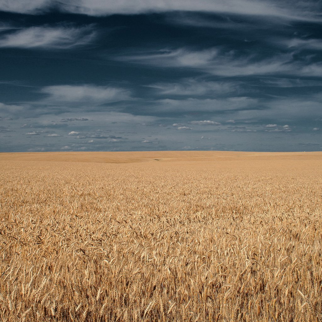 Обои небо, тучи, поле, горизонт, колосья, the sky, clouds, field, horizon, ears разрешение 1920x1200 Загрузить