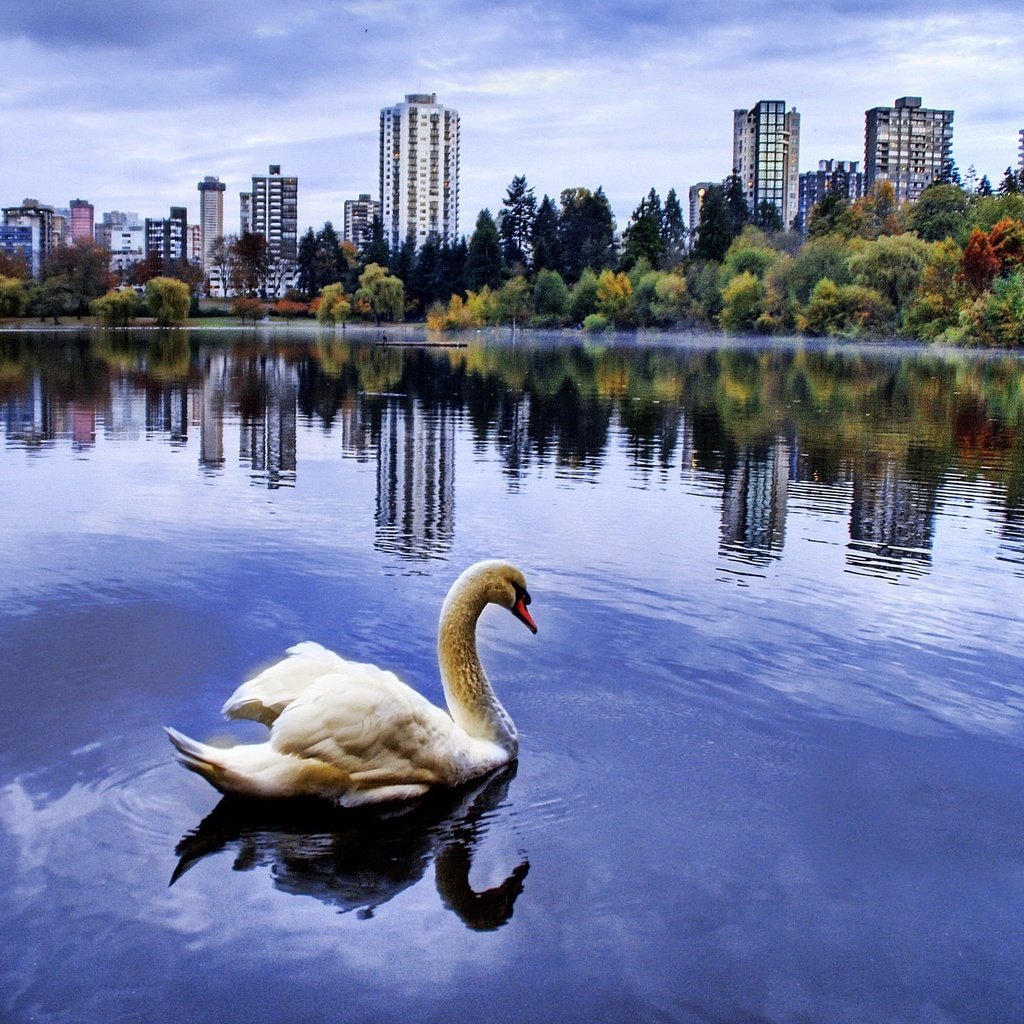 Обои город, пруд, лебедь, the city, pond, swan разрешение 1920x1440 Загрузить