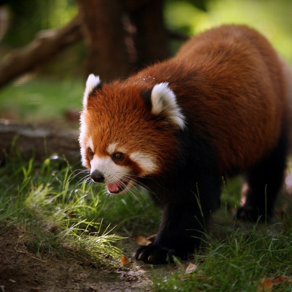 Обои трава, панда, красная панда, малая панда, grass, panda, red panda разрешение 1920x1200 Загрузить