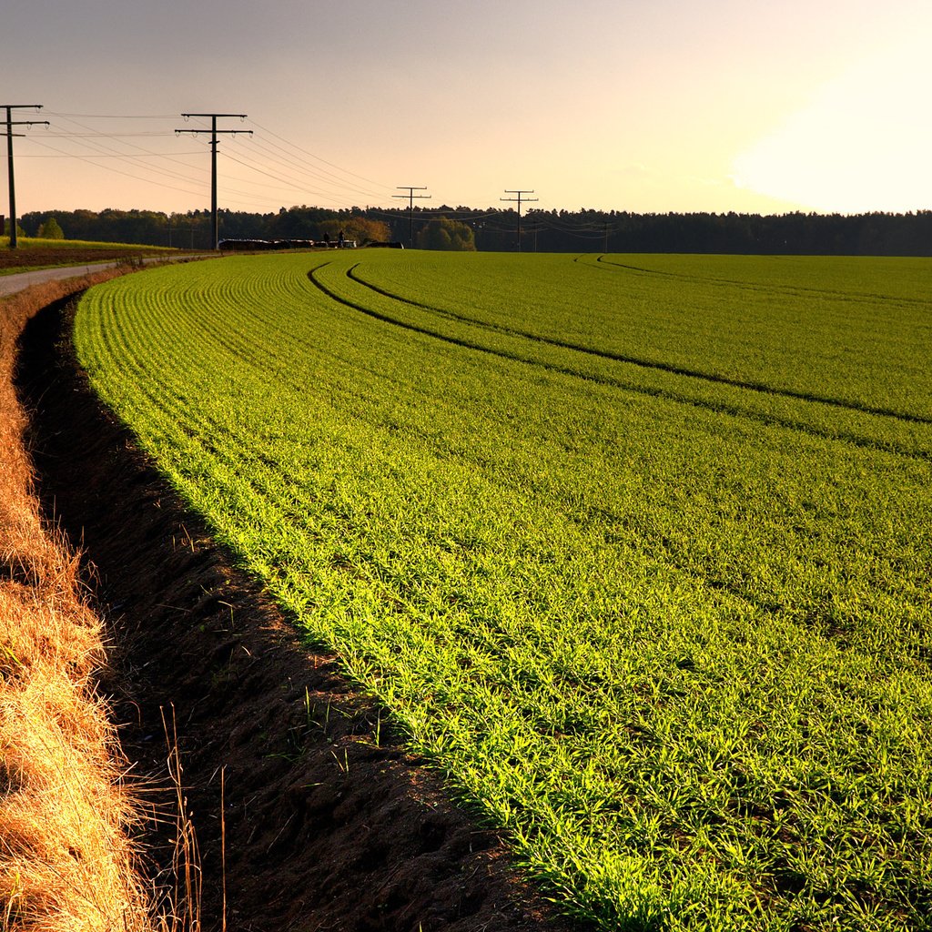 Обои небо, дорога, поле, the sky, road, field разрешение 2560x1600 Загрузить