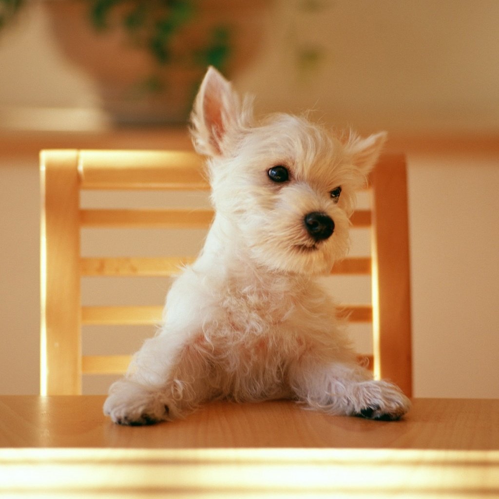 Обои стол, стул, щенок, table, chair, puppy разрешение 2560x1600 Загрузить