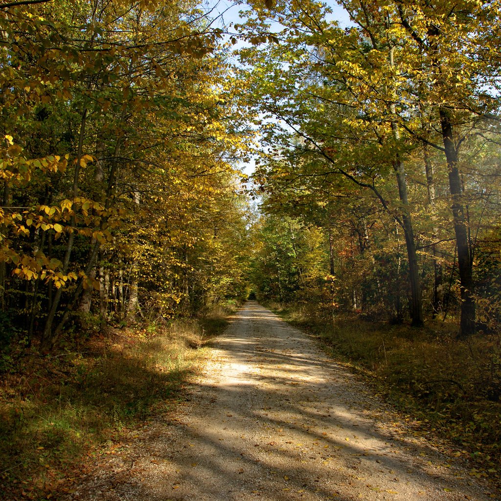 Обои дорога, солнце, лес, лучи, осень, грунтовая, road, the sun, forest, rays, autumn разрешение 1920x1200 Загрузить