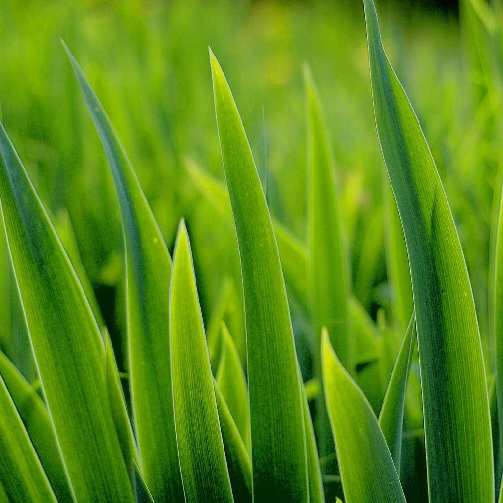 Обои трава, макро, зеленая, grass, macro, green разрешение 2560x1600 Загрузить