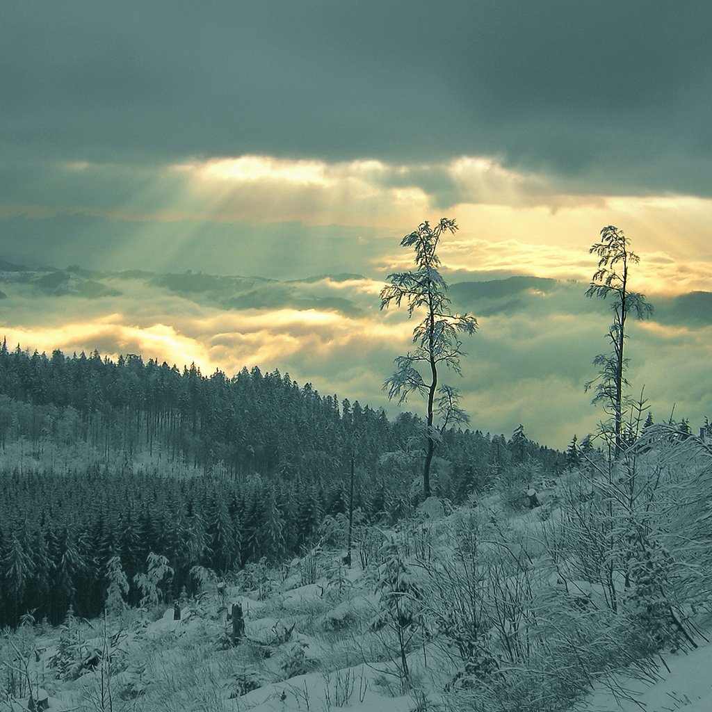 Обои снег, лес, лучи, snow, forest, rays разрешение 1920x1080 Загрузить